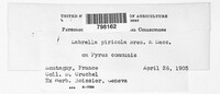 Labrella piricola image